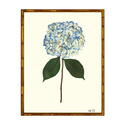 Pressed Hydrangea Print by Sandy Whitaker
