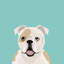 Bouledogue anglais, impression sur toile tendue-19741752-74756157-74756158