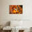 Brampt Orange Clownfish-107677480