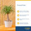 Costa Farms Indoor Ponytail Palm House Plant in 6-inch Nursery Pot