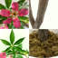 Plant-1624312190