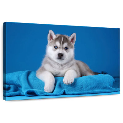 Chiot Husky aux yeux bleus