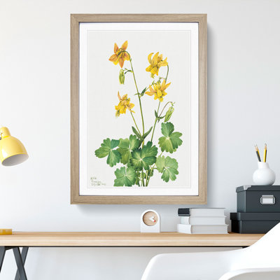 Lemon Columbine by Mary Vaux Walcott - Picture Frame Painting