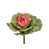 Rose est en rupture de stock