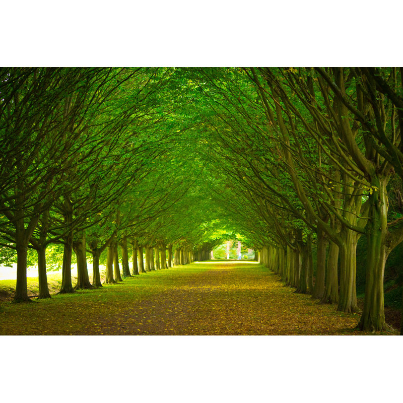 Avenue Through Trees by Alphotographic