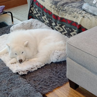 Calming Dog Bed Fluffy Plush Pet Sofa Couch Cover Pads Furniture Protector Mats Tucker Murphy Pet Size: Medium (35.4 W x 32.3 D x 7.9 H), Color: L