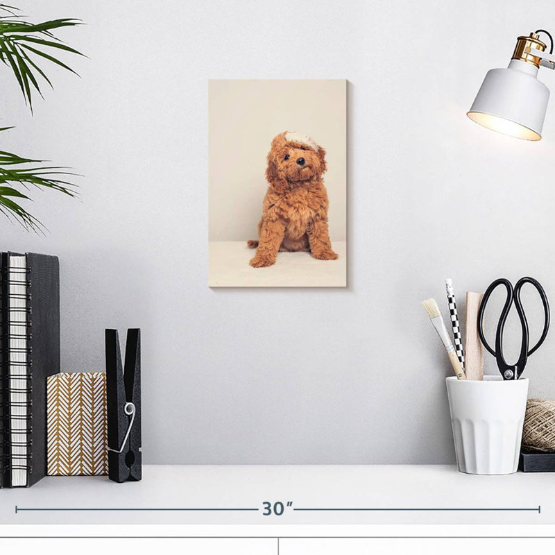 Cockapoo Puppy