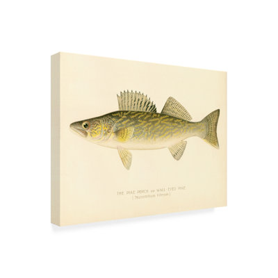 "Pike Perch", reproduction d'art sur toile