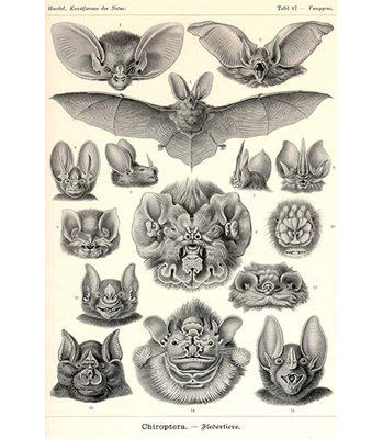 " Bats " by Ernst Haeckel