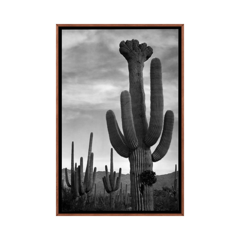 Saguaros, Saguaro National Monument by Ansel Adams - Print on Canvas, 66.04 cm H x 45.72 cm W, Classic Brown Wood Framed