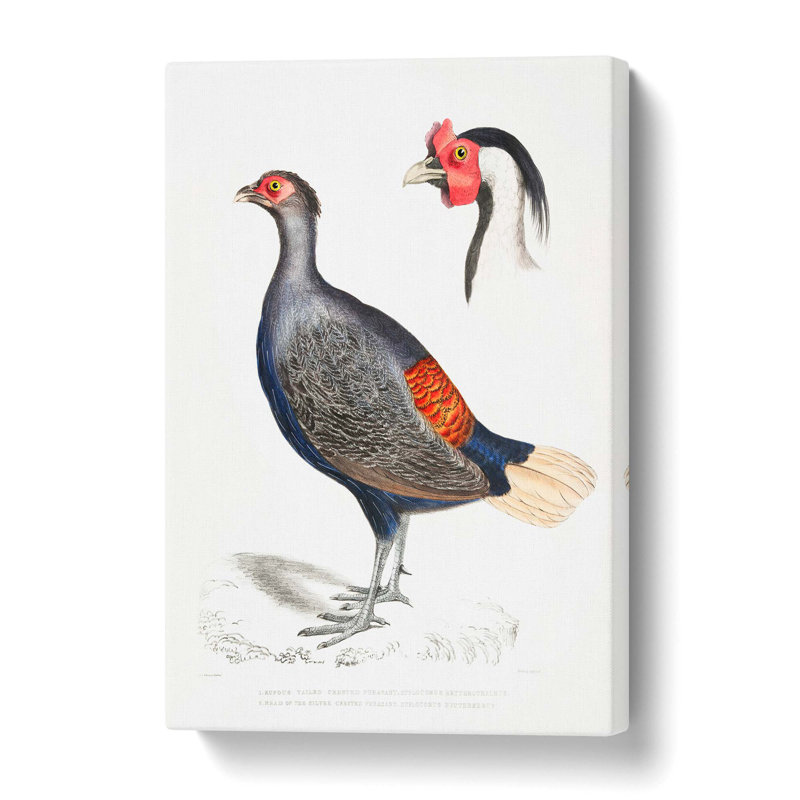 Crested Pheasant Illustration - Wrapped Canvas Painting, 50 cm H x 35 cm W