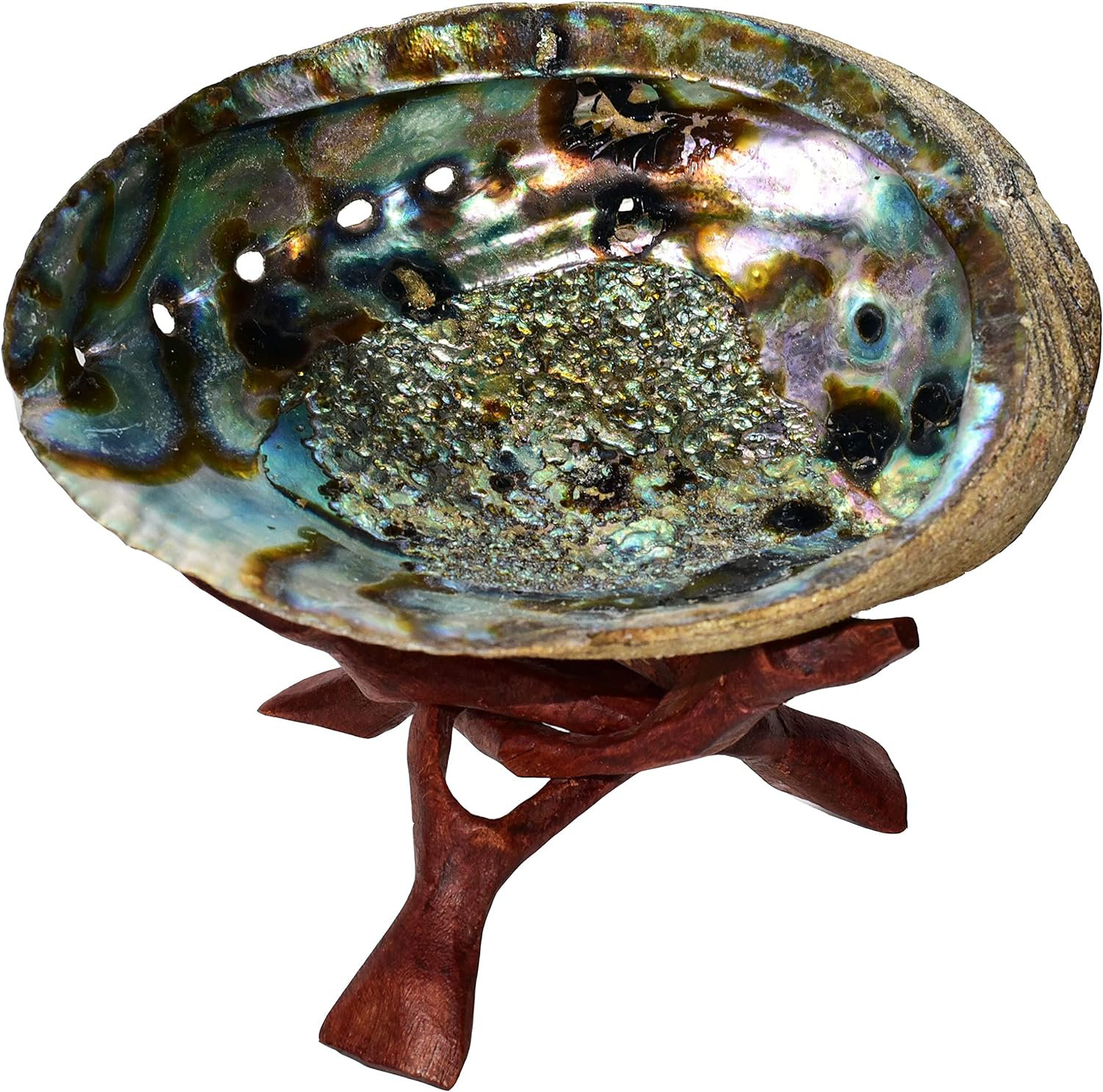 dovecove-abalone-shell-with-wood-stand-incense-bowl-stand-plus-6-1-2