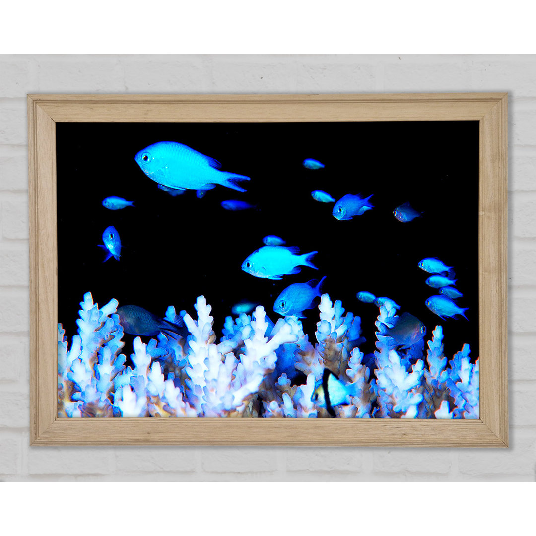 Gerahmter Fotodruck Neon Fish