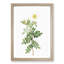 Macartney Rose in White by Pierre-Joseph Redoute - Framed Print-55577406-55577408