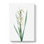 Yellow-Banded Iris Flowers by Pierre-Joseph Redoute - Wrapped Canvas-55319913