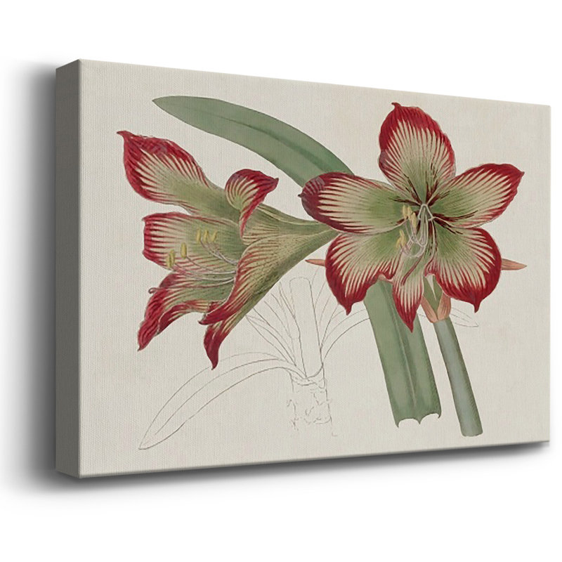 Amaryllis Varietals IV Premium Gallery Wrapped Canvas - Ready to Hang, 18" H x 27" W
