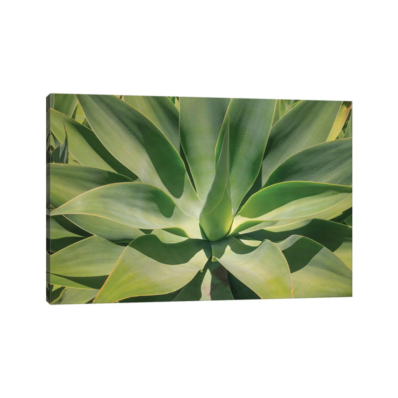 Agave Attenuata, Native To Mexico, Is Often Known As The Lions Tail, Swans Neck Or Foxtail by Mallorie Ostrowitz - Wrapped Canvas Print