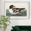 Golden Eye Duck - reproduction d'art sur toile-249560630-249560633