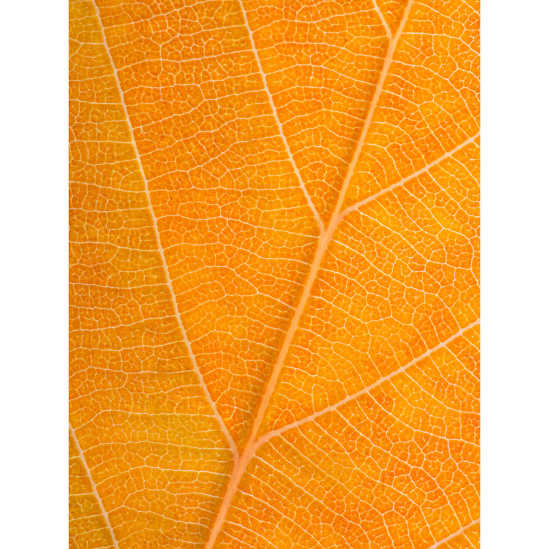 Feuille d'automne par Philippe Moisoux, Toile tendue, H 32 po x l 24 po