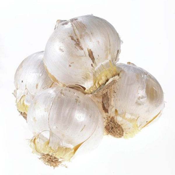 Allium Sensation Bulb