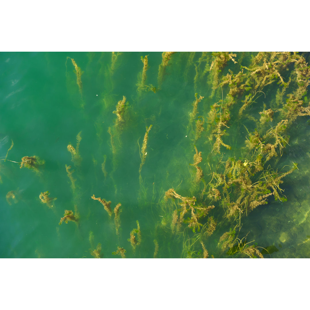 Hydrilla Wasserpflanzen von Benedek - Drucken