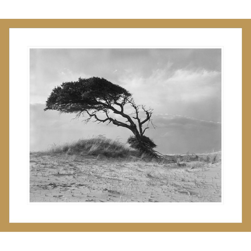 «Live Oak Outer Banks North Carolina» par Hugh Morton, impression giclée sur cadre, 23.5" H x 27.68" W
