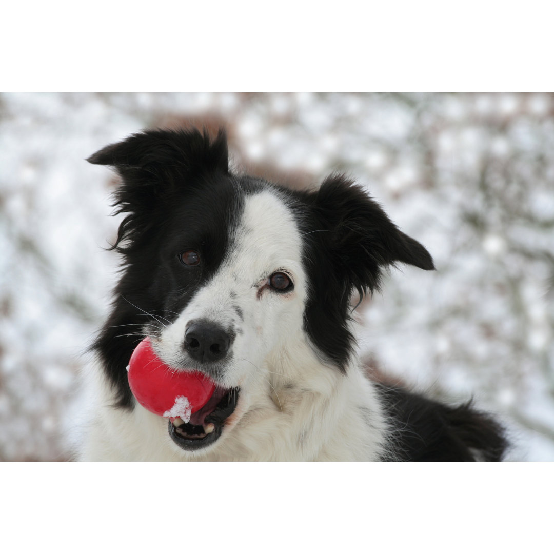 Ball Lover von Happyborder - Druck ohne Rahmen auf Leinwand