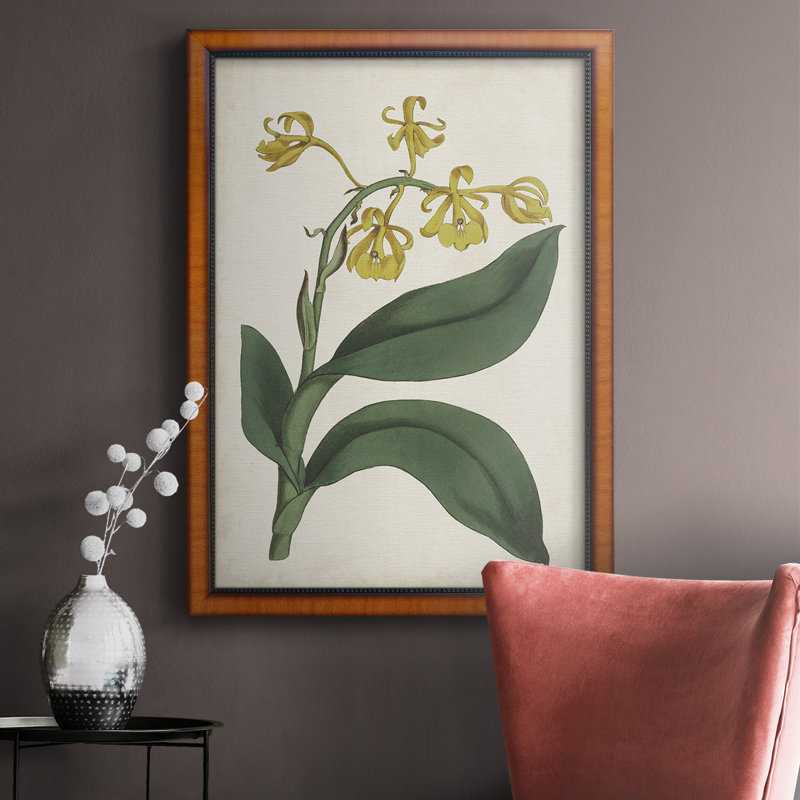 Toile encadrée de qualité supérieure Antique Botanical Collection X - prête à être accrochée, H 20 po x l 16 po x P 2,5 po