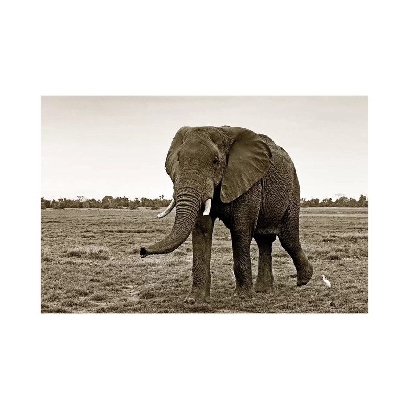 Curious Elephant by Klaus Tiedge - Wrapped Canvas Print, 20.32 cm H x 30.48 cm W
