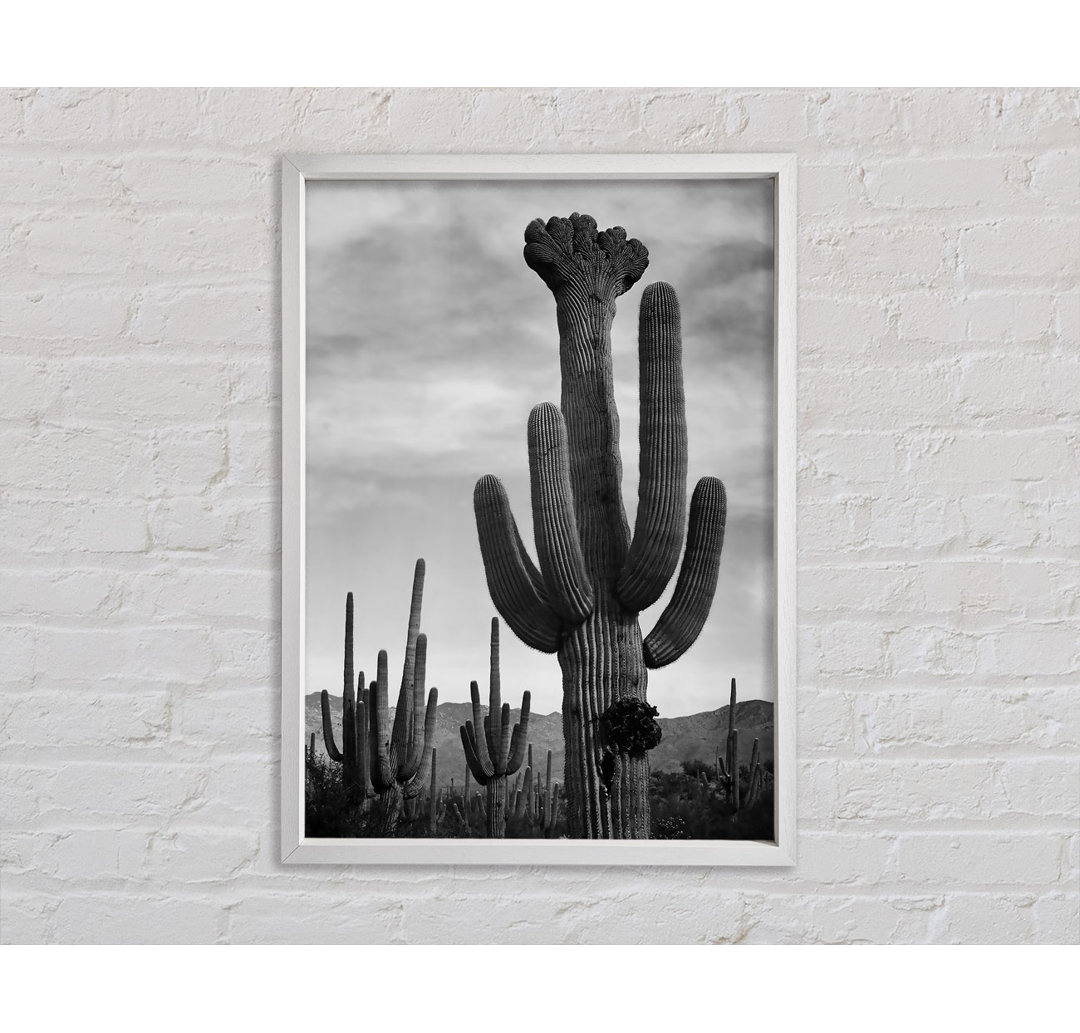 Ansel Adams Kaktus im Saguaro National Monument in Arizona B N W - Einzelbildrahmen Kunstdrucke auf Leinwand