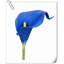 20 pièces de fleurs de lys Calla-945559914