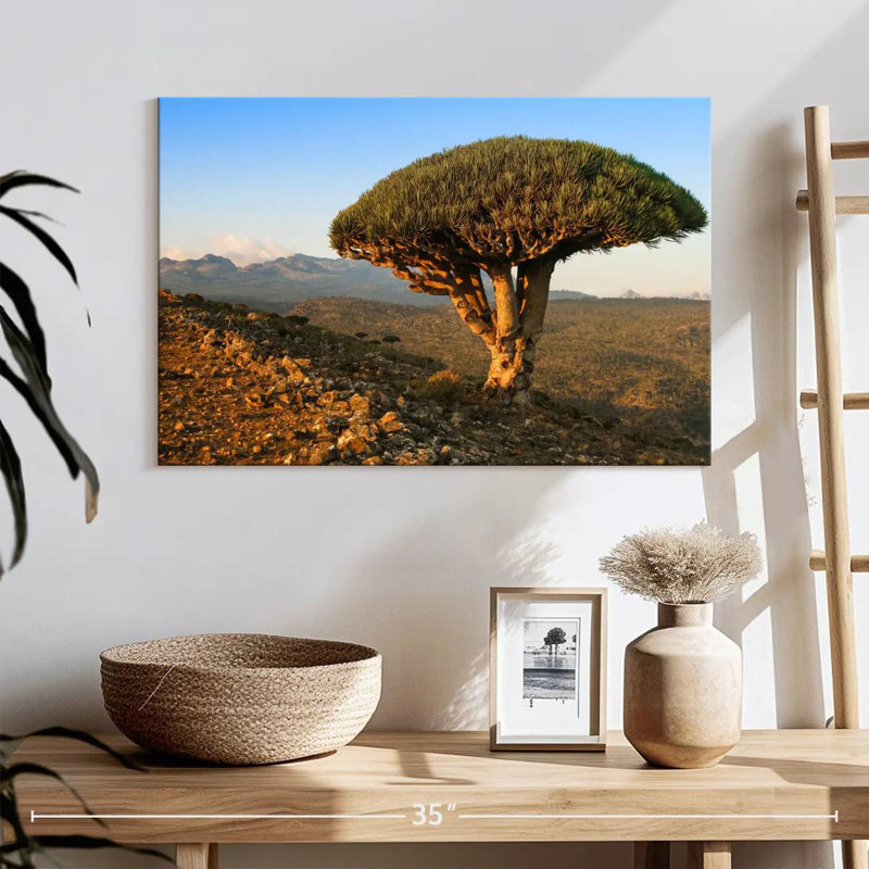 Arbre-dragon Harnek Socotra Archipelago, H 16 po x l 24 po