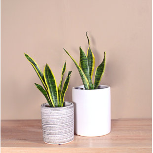 Upshining Live Snake Plant (Sansevieria) Plant in Ceramic Pot