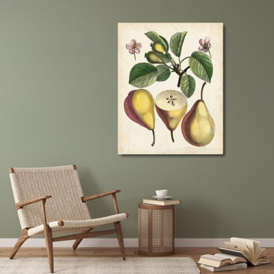 ArtDirect Unknown Gallery Wrapped Canvas Art Titled: Antique Pear Study II