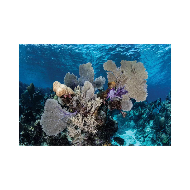 A Colourful Set Of Gorgonians On A Diverse Reef In The Caribbean Sea by Ethan Daniels - Wrapped Canvas Gallery-Wrapped Canvas Giclée