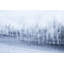 Winter Trees Print