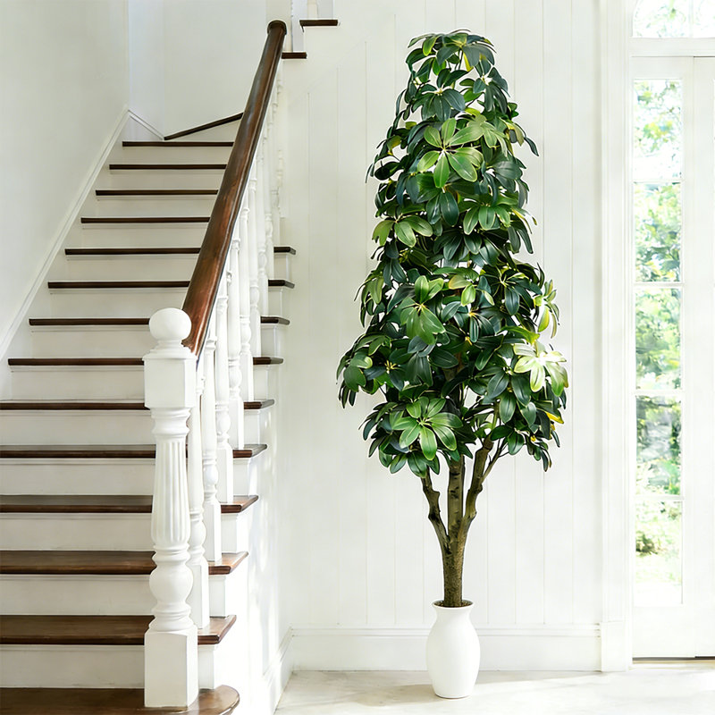 Arbre parapluie 63 po / 5,2 pi Schefflera