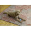 Tapis ivoire et corail Madelyn-1680370845