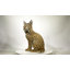 STATUE BOBCAT ASSISE