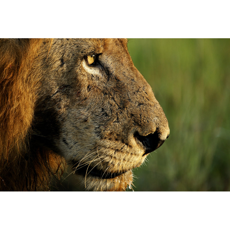 Male Lion by RudiHulshof - Wrapped Canvas Print, 51cm H x 76cm W