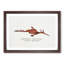 Illustration of a Common Seadragon by F.E. Clarke - Picture Frame Painting Print-55579268-55579271