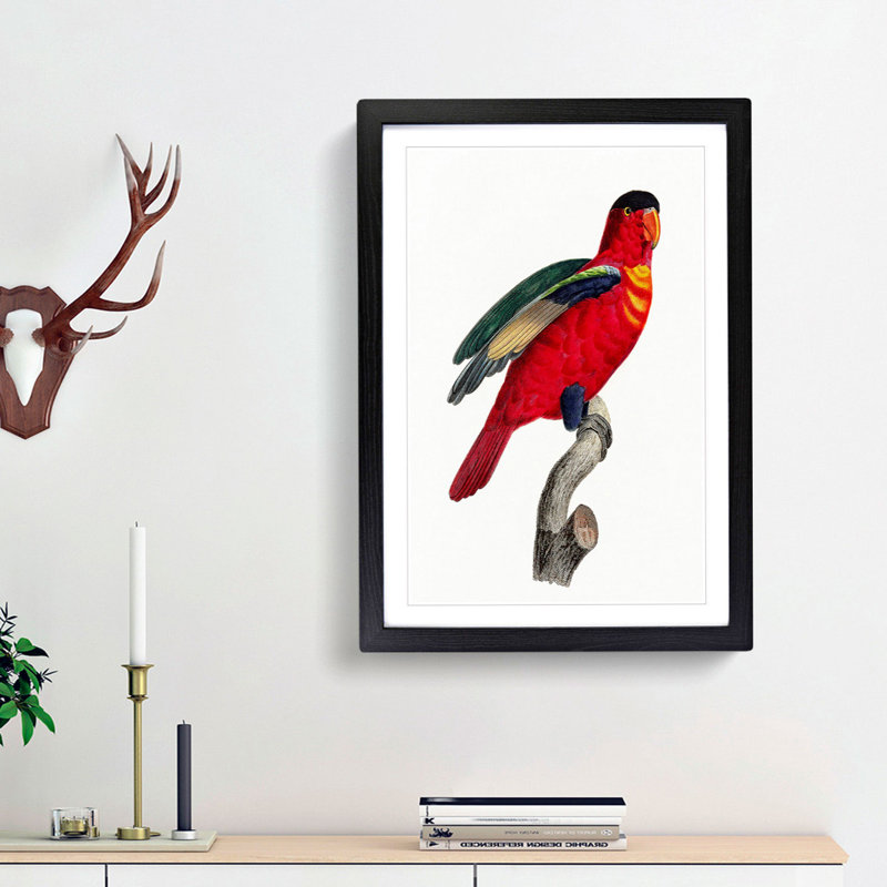 A Purple-Naped Lory by F. Levaillant - Framed Print, Black Framed, 63cm H x 45cm W x 2cm D