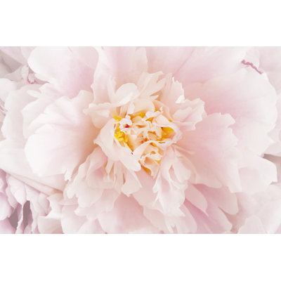 Delevan Pink Peony - Wrapped Canvas Print