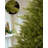 Lighted Christmas Tree-105741576-105005629