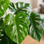 Faux Plant in Plastic Pot Liner-66311157