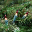 Mini Christmas Light Set - Green Wire-786909157-786909152