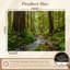 Papier peint adhésif auto-adhésif à peler et coller Redwood Forest White Nature