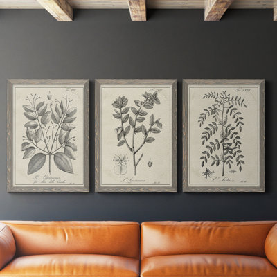 " Antique Black And White Botanical VII " 3 - Pieces