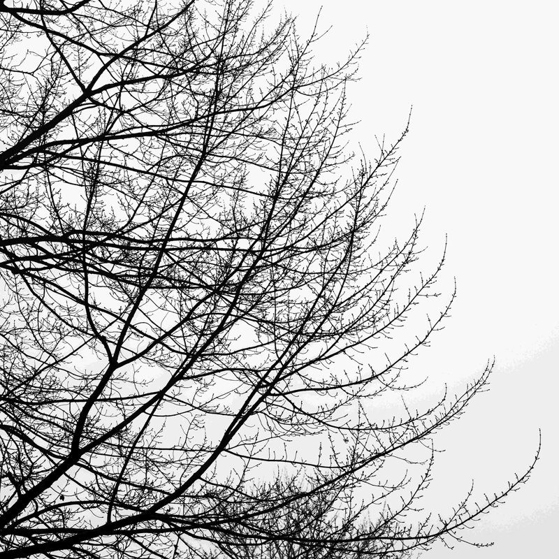 «Tree Silhouette Ii» noir sur blanc - reproduction d'art sur toile tendue, H 12 po x l 12 po