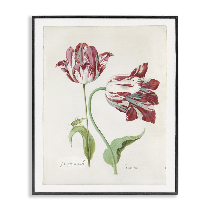«Classic Tulip Study Gray», art de la giclée par Jacob Marrel, H 20 po x l 16 po, Giclée encadrée noir minuit